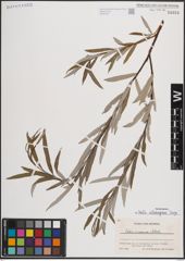 Foto von Salix eleagnos Scop.
